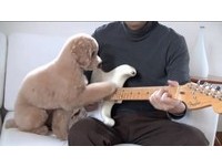 玩具貴賓犬幫爸爸刷吉他和弦　「四手聯彈」毫無違和感