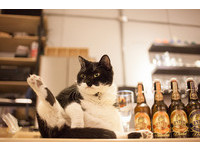 探訪超過50家有貓的咖啡館　林冠良跟貓店長社交有撇步