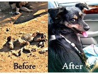 不敢相信牠能活下來！史上最驚人流浪狗救援前後對比照