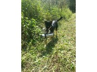 南投飼主忙除草　超貼心忠犬「遞茶水」