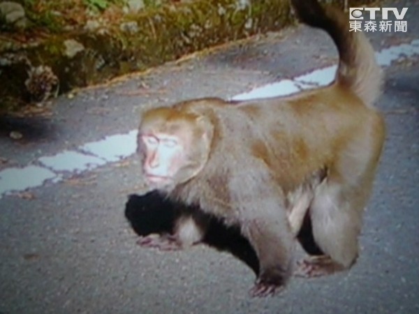 玉山野生猕猴异常抓咬伤9游客 已捕获大公猴找原因