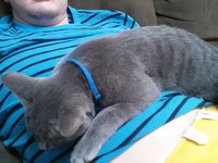 從酒吧出來就當爸！　男主人分享被貓咪賴上過程