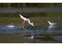 侯鳥季節到了！國際賞鳥博覽會開跑　認識鳥類遷徙路線