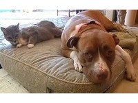 貓咪被兩匹狼攻擊　「狗室友」比特犬挺身救命！