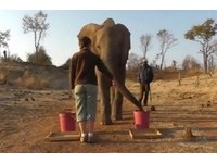 天生「善解人意」　非洲象認手勢能力如2歲童