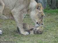 當媽寶真好！小獅子被舔得太舒服　臉糾結嘴開開