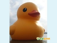 得失心大重完美　恐有鴨鴨症候群