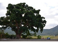 300年老茄苳樹下拍攝　屏東微電影《情定四重溪》