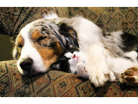 流浪貓自動出現在門前　把屋裡的狗當媽媽