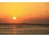 黑腹燕鷗來了　台南北門區交通管制不打擾侯鳥棲息地