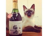釀了2年的貓咪梅酒　向喜愛寵物雲的朋友們乾杯