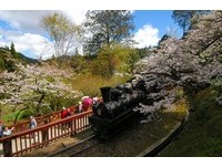 櫻花配復古火車　阿里山花季蒸汽火車限定只有5天