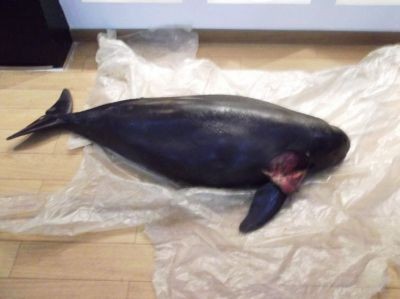 母女江豚命丧流刺网飘狗屿湾 将运台制标本 | E