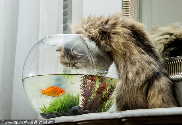 「貓咪抓魚缸」的圖片搜尋結果