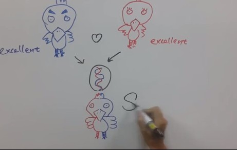 兴大学男大生画图解释:白鸡没有打生长激素! | 