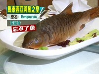 馬來西亞魚皇「忘不了魚」一尾5萬　魚鱗也能吃