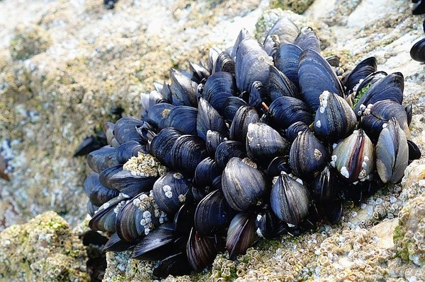 但竟感染其他个体,甚至跨越海洋,传染给法国紫壳菜蛤(mytilus edulis)