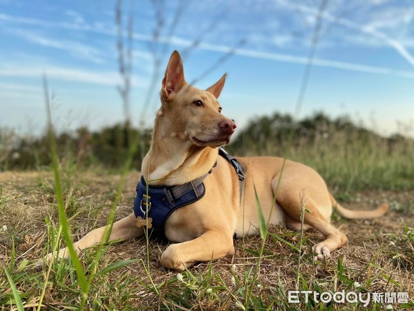 ▲被哥唸...汪「秀胸肌+8字腿」逼視! 無辜姊險被揍飛。(圖/粉專「摳逆吉哇」授權提供) 影/躺沙發睡死!男友開攝影機找人 撞見「大隻守護神」緊盯笑翻