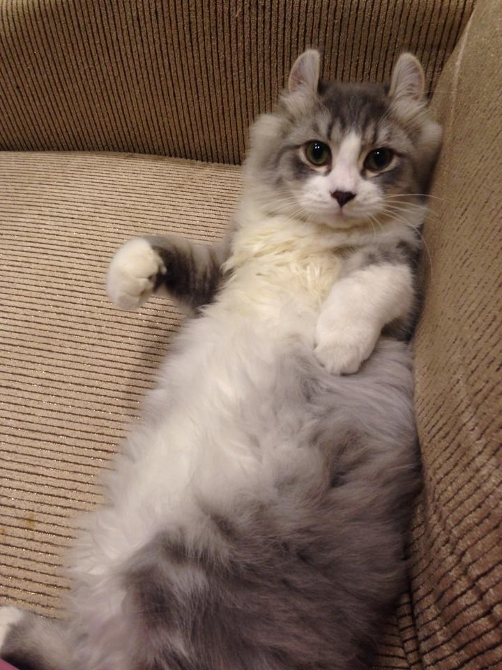 東森山林渡假酒店,ETtoday東森新聞雲,毛孩子,貓,狗,寵物,