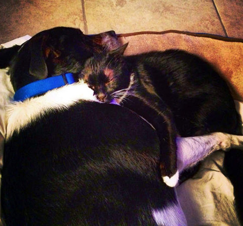 流浪猫天天等狗出门玩 狗主人感动领养了 | ET