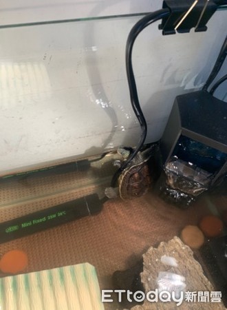 ▲4歲妹貼心幫餵龜「整罐蝦蝦梭哈」 媽出院見飼養缸慘況秒尖叫。(圖/許願星提供) 影/4歲妹貼心幫餵龜「整罐蝦蝦梭哈」 媽出院見飼養缸慘況秒尖叫
