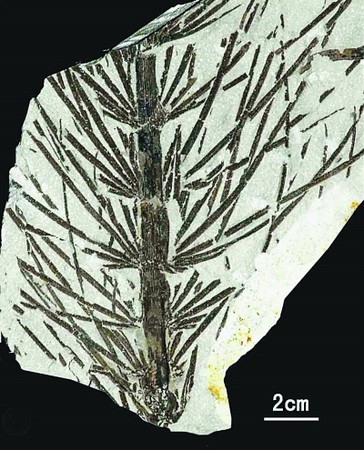 d47664 距今3億年　內蒙發現火山灰掩埋的「植物龐貝城」《ETtoday 新聞雲》