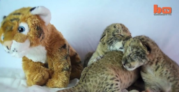 美动物园首见三胞胎「狮狮虎」 刚出生紧闭双