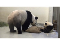 做爱后发现老婆左胸被「种草莓」 男子拿枕头