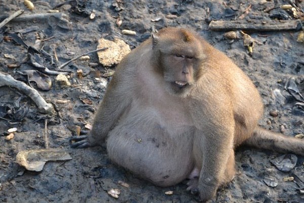 英宠物猴变「沙发马铃薯」 有些胖到快动不了