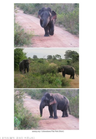 斯里兰卡发现野生「侏儒象」