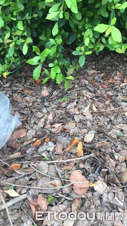 ▲雨傘節受困於黏鼠板。(圖/粉專「野生動物追思會」追思會授權提供) 雨傘節誤入黏鼠板! 加工廠員工妙招「10分鐘內讓牠自行脫困」