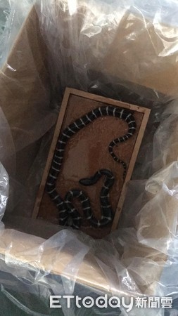 ▲雨傘節受困於黏鼠板。(圖/粉專「野生動物追思會」追思會授權提供) 雨傘節誤入黏鼠板! 加工廠員工妙招「10分鐘內讓牠自行脫困」