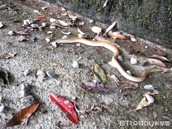 ▲登山遇「緩慢怪蛇」溫馴不吐舌 網揭真實身份狂喊:你中大獎了。(圖/彭勇山授權使用,請勿隨意翻拍,以免侵權。) ▲登山遇「緩慢怪蛇」溫馴不吐舌 網揭真實身份狂喊:你中大獎了。(圖/彭勇山授權使用,請勿隨意翻拍,以免侵權。)
