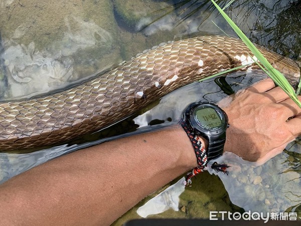 ▲南蛇誤入「人設漁網」鱗片剝落枉死! 2公尺見另一同伴孩爆哭。(圖/網友顏先生提供) 影/父子走近「溪中排水管」驚見巨蛇纏漁網分段慘死 2公尺外景象更心痛