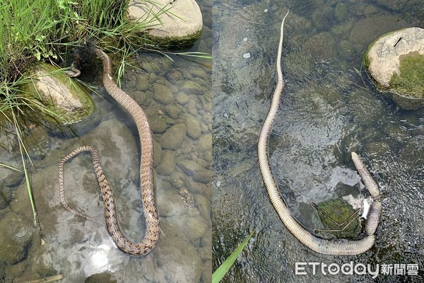 ▲南蛇誤入「人設漁網」鱗片剝落枉死! 2公尺見另一同伴孩爆哭。(圖/網友顏先生提供) 影/父子走近「溪中排水管」驚見巨蛇纏漁網分段慘死 2公尺外景象更心痛