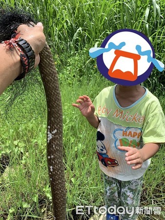 ▲南蛇誤入「人設漁網」鱗片剝落枉死! 2公尺見另一同伴孩爆哭。(圖/網友顏先生提供) 影/父子走近「溪中排水管」驚見巨蛇纏漁網分段慘死 2公尺外景象更心痛