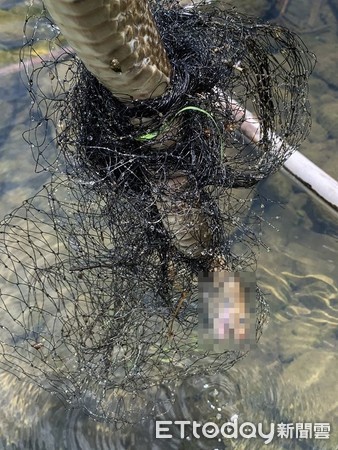 ▲南蛇誤入「人設漁網」鱗片剝落枉死! 2公尺見另一同伴孩爆哭。(圖/網友顏先生提供) 影/父子走近「溪中排水管」驚見巨蛇纏漁網分段慘死 2公尺外景象更心痛