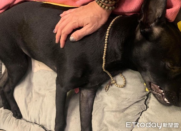 ▲快起床!黑狗兄親舔妹妹臉頰「牠悄然闔上眼」 畫面讓媽媽淚崩。(圖/網友施依伶提供,請勿隨意翻拍,以免侵權。) 黑狗兄親舔「過世妹妹」臉頰求醒來!牠悄然闔上眼...媽媽淚崩