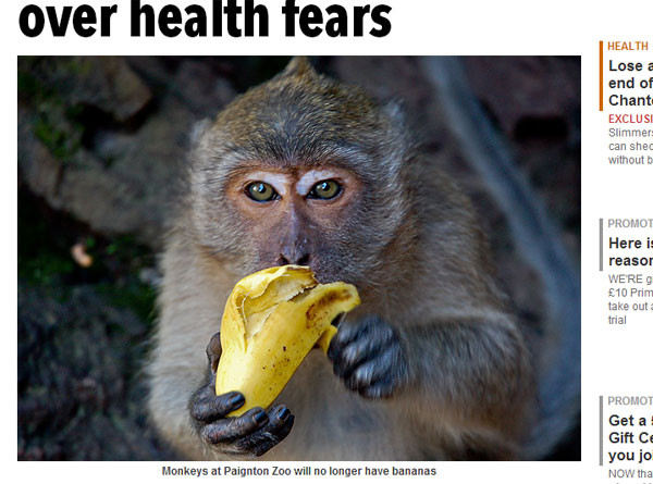 英国动物园禁猴子吃香蕉!健康考量:糖份太高