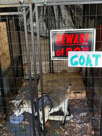 ▲▼民眾通報車流中有走失汪亂竄! 警員到場傻眼:這隻怎麼長角。(圖/翻攝自Salisbury Township Police Department粉專) 民眾通報車流中有走失汪亂竄! 警員到場傻眼:這隻怎麼長角