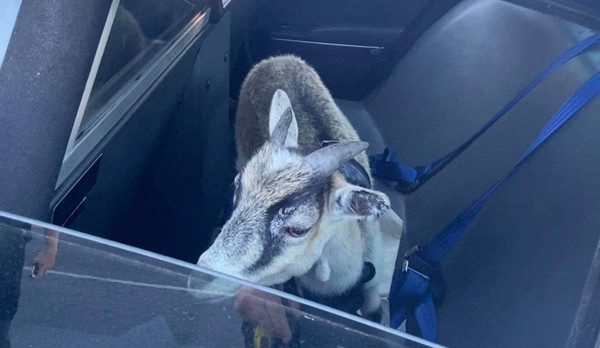 ▲▼民眾通報車流中有走失汪亂竄! 警員到場傻眼:這隻怎麼長角。(圖/翻攝自Salisbury Township Police Department粉專) 民眾通報車流中有走失汪亂竄! 警員到場傻眼:這隻怎麼長角