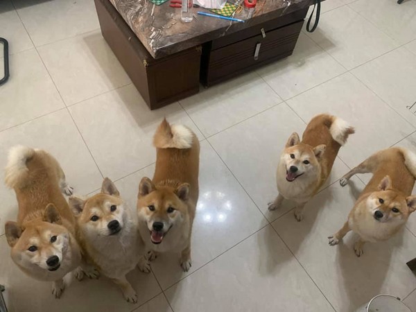 ▲普渡把6柴關籠!3隻氣炸「吐尖牙狠瞪」 網見隔壁景象險笑噴。(圖/有點毛毛的/網友謝瑄寶提供) 普渡把6柴關籠!3隻氣炸「吐尖牙狠瞪」 網見隔壁景象險笑噴