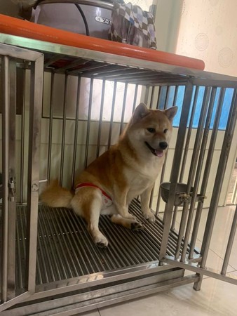 ▲普渡把6柴關籠!3隻氣炸「吐尖牙狠瞪」 網見隔壁景象險笑噴。(圖/有點毛毛的/網友謝瑄寶提供) 普渡把6柴關籠!3隻氣炸「吐尖牙狠瞪」 網見隔壁景象險笑噴