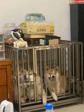 ▲普渡把6柴關籠!3隻氣炸「吐尖牙狠瞪」 網見隔壁景象險笑噴。(圖/有點毛毛的/網友謝瑄寶提供) 普渡把6柴關籠!3隻氣炸「吐尖牙狠瞪」 網見隔壁景象險笑噴