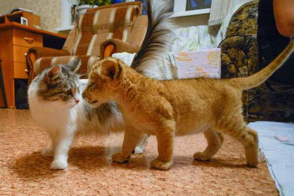 家猫「达卡」与全球第一只「狮狮虎」琪拉雅(kiara),有段真挚的母女