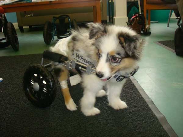 澳洲瘫痪犬「艾比」轮椅车复健记录:第一步直