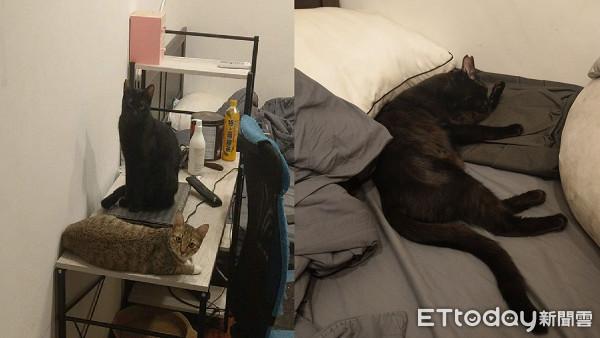 男子晨勃用JJ逗猫,被猫咬伤就医