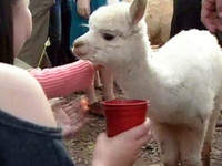 天馬牧場虐動物？　保育象龜任人騎、草泥馬遭強餵食《ETtoday 新聞雲》