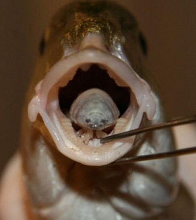 d52539 「縮頭魚虱」寄生地中海鯛魚　用身體取代魚舌《ETtoday 新聞雲》