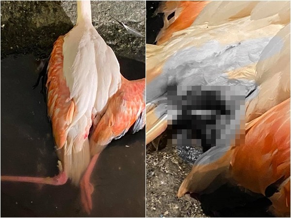 ▲▼保育類紅鶴「斷腿臥水中」!竟被男孩拿石頭猛砸…2天後亡。(圖/翻攝台灣動保社團) 保育類紅鶴「斷腿臥水中」!竟被男孩拿石頭猛砸…3天後亡